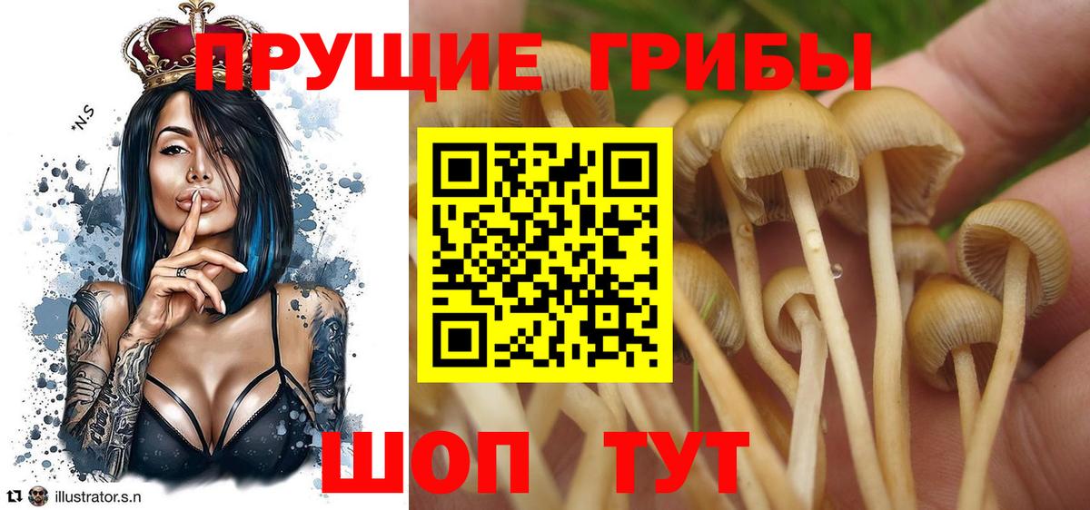 Грязи  Псилоцибиновые грибы Psilocybine cubensis  Вход с VPN 